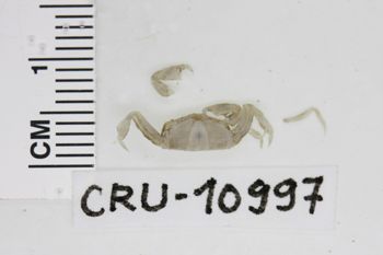 Media type: image;   Invertebrate Zoology CRU-10997 Description: Preserved specimen.;